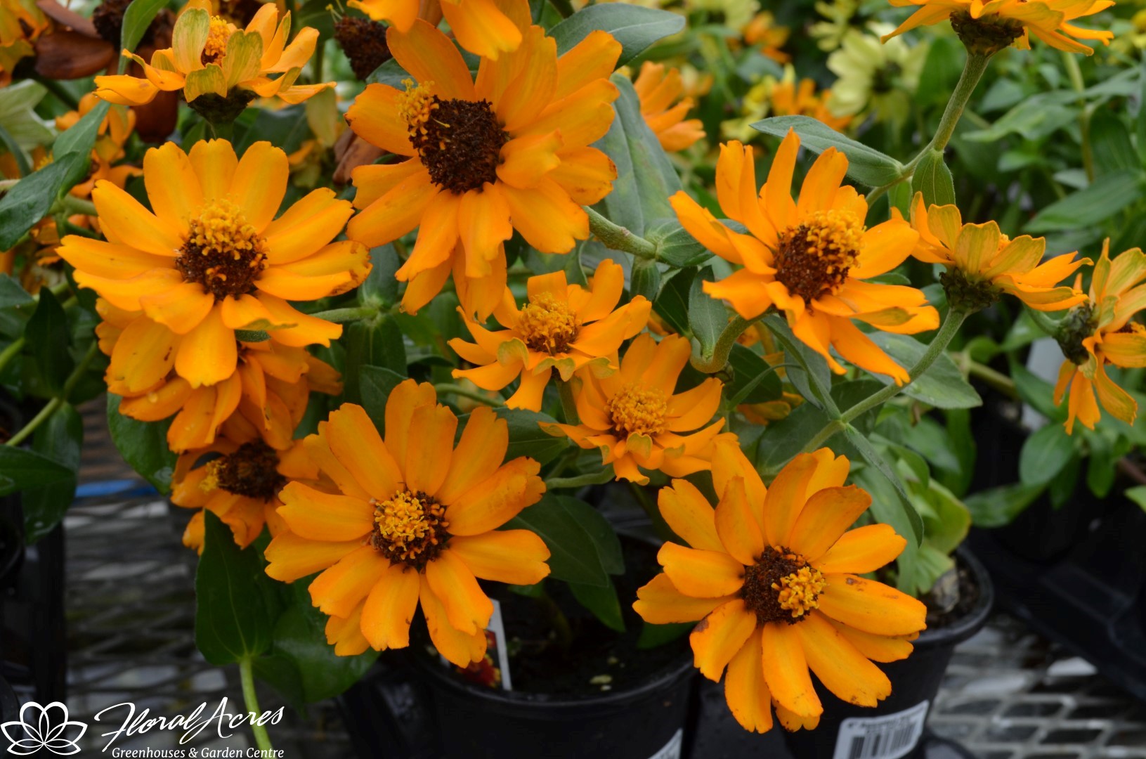 Zinnia Zahara Sunburst Floral Acres